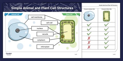 Image result for Basic Structure of a Cell