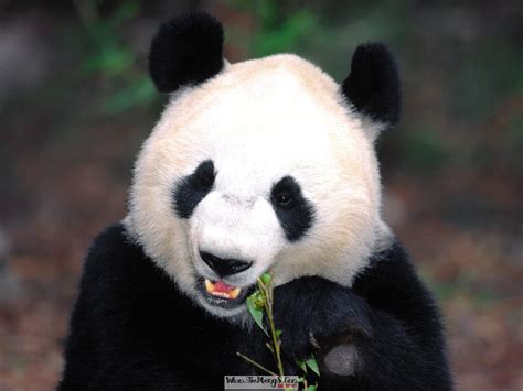 梦见熊猫 周公解梦 - 解梦吧