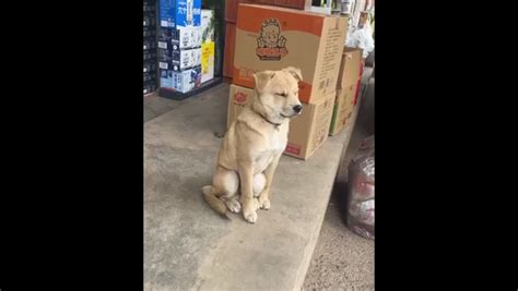 Falling Asleep Dog Falls Over Funny Meme Download | Memes.co.in