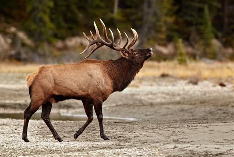 [100+] Elk Wallpapers | Wallpapers.com