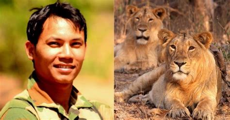 Indian Scientist Finds A New Way Of Counting Lions In Gir Forest To ...