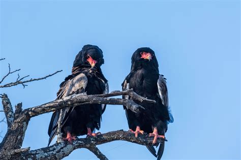 Why Are Birds Endangered? - Earth.com