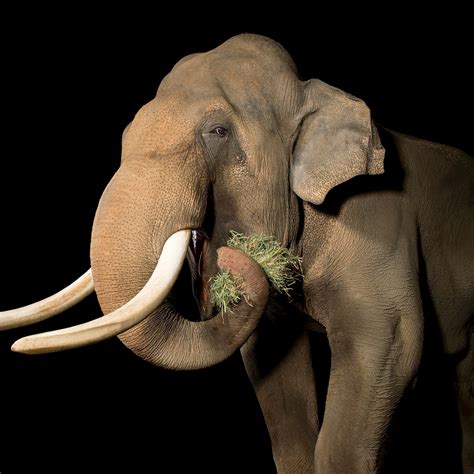 Asian Elephant Big Tusks