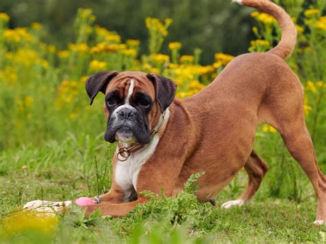 Boxer 的图像结果