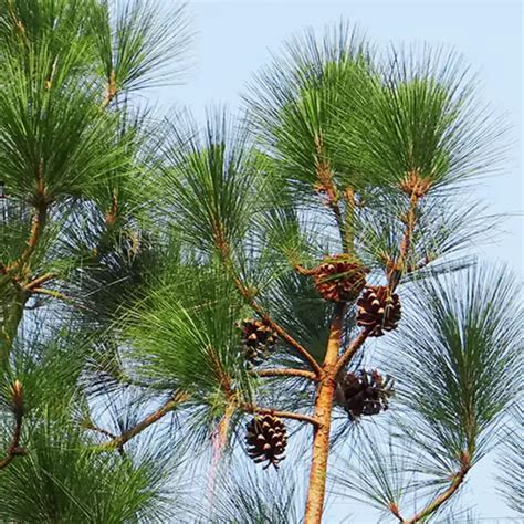 Himalayan Pine (Pinus Wallichiana) - Plant – Lalit Enterprise