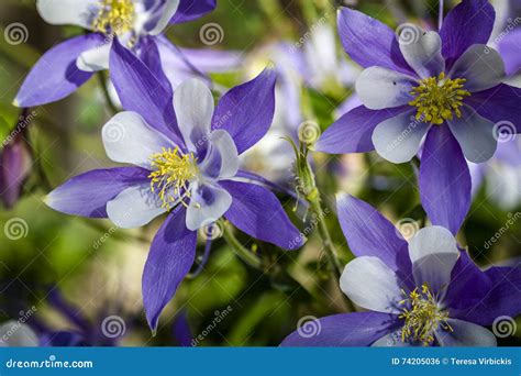 Colorado State Flower Blue Columbines Stock Photo - Image of sunshine ...
