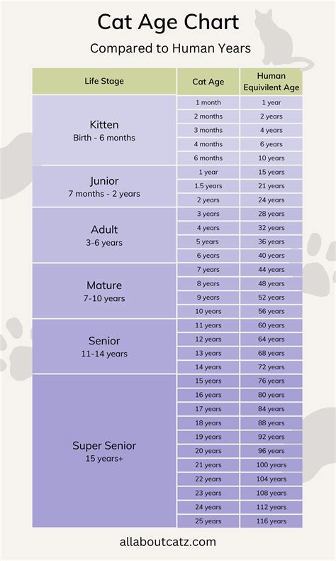 Cat Age Chart (in Human Years) : r/Infographics