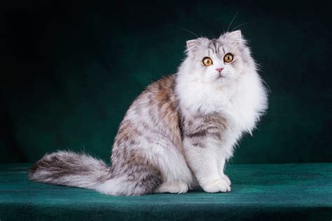 Download wallpaper cat, cat, look, face, pose, the dark background ...