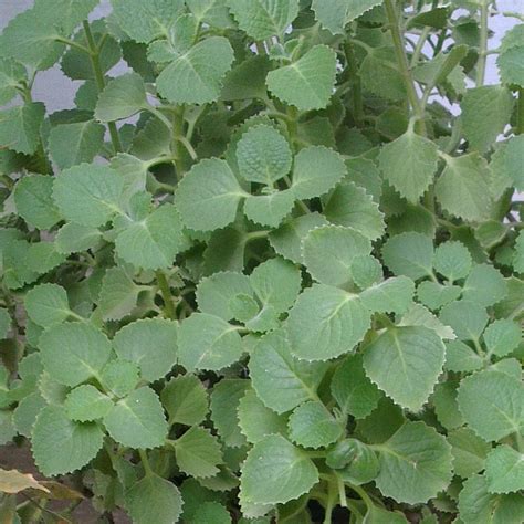 Ajwain Plant (Trachyspermum Ammi) | Carom Herb Plant