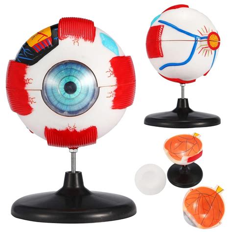 Buy 6X Eye Model, Shows Optic Nerves Muscles In Natural Position ...