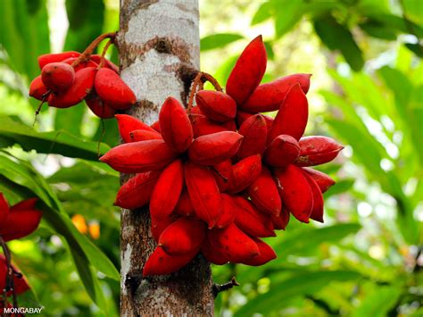 Rainforest Producers