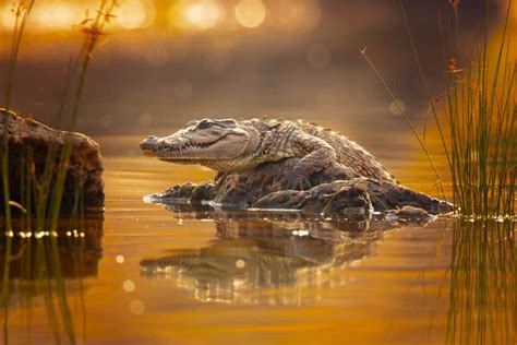Image result for Crocodile Exploding