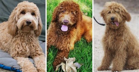 Image result for Cockapoo Terrier Mix