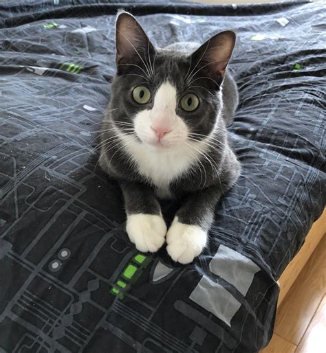 Our cat (previously named Pickle) has formally requested a name change ...