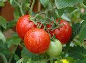 Cherry Tomatoes | Sabel Group