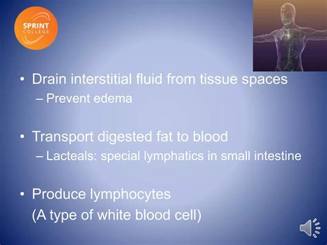 Lymphatic System Lecture 的图像结果
