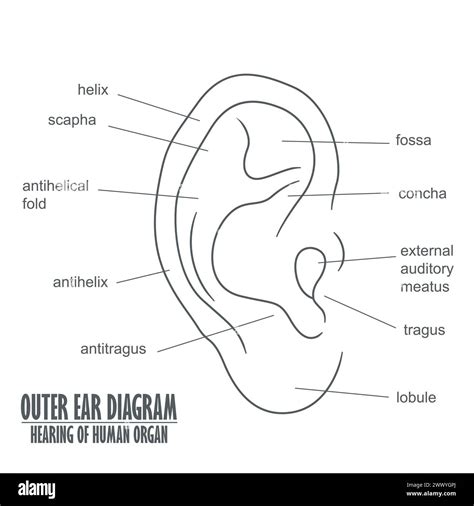 Outer Ear Diagram Hearing Of Human Organ, Vector Illustration Stock Vector Image & Art - Alamy