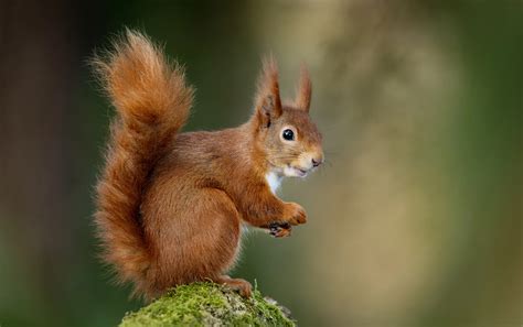 Wild, dangerous & top 10 animals in Poland 2026