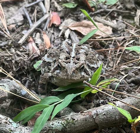 Image result for Toad Voice Meme