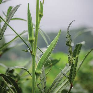 Farmonix Spineless Okra Seeds Seed Price in India - Buy Farmonix ...