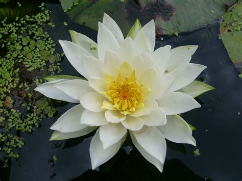 File:Fragrant white water-lily flower (Desbarats R) 2.JPG