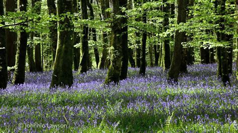 Image result for Relaxing Tree Sounds