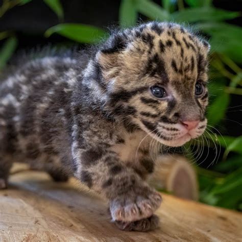 Baby Snow Leopards Sleeping