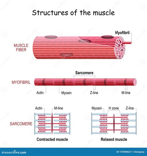 Skeletal Muscle Vector Illustration Diagram Skeletal Muscle Medical