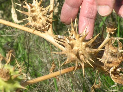 Bildergebnis für goathead thorns