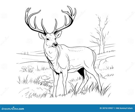 Buck Deer Coloring Pages