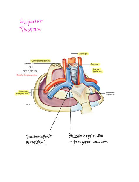Thoracic aperture - Superior Thorax X Brachiocephallic ...