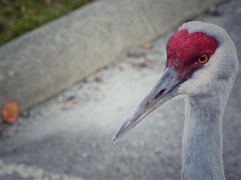 Image result for Bird Fail