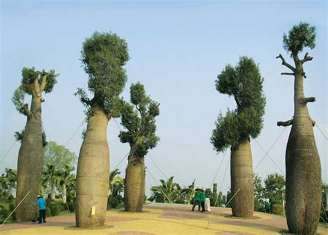 UNIQUE TREES - Outdoor Luxury