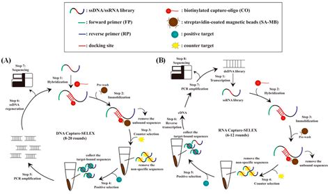 Research Progress in Small-Molecule Detection Using Aptamer-Based SERS ...