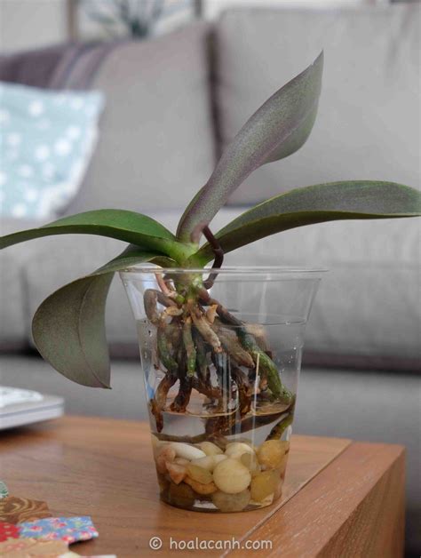 56 Best water culture orchids ideas | water culture orchids, orchids ...