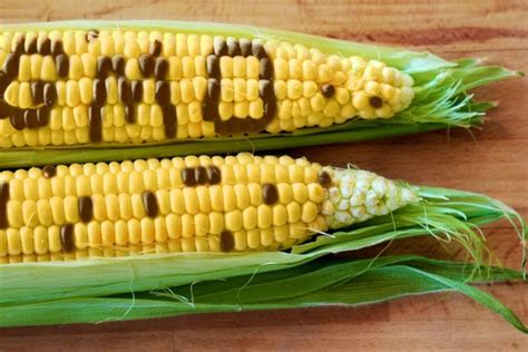 Rajasthan HC halts sale of GM foods until safety regulations are ...