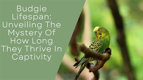Budgie Lifespan: Unveiling The Mystery Of How Long They Thrive In Captivity