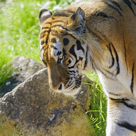 Download wallpaper 2780x2780 tiger, glance, animal, predator ipad air ...
