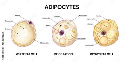 Fat Cell Structure 的图像结果