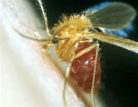 Chandipura Virus Genome Mapping: Key Findings and Impact on Healthcare