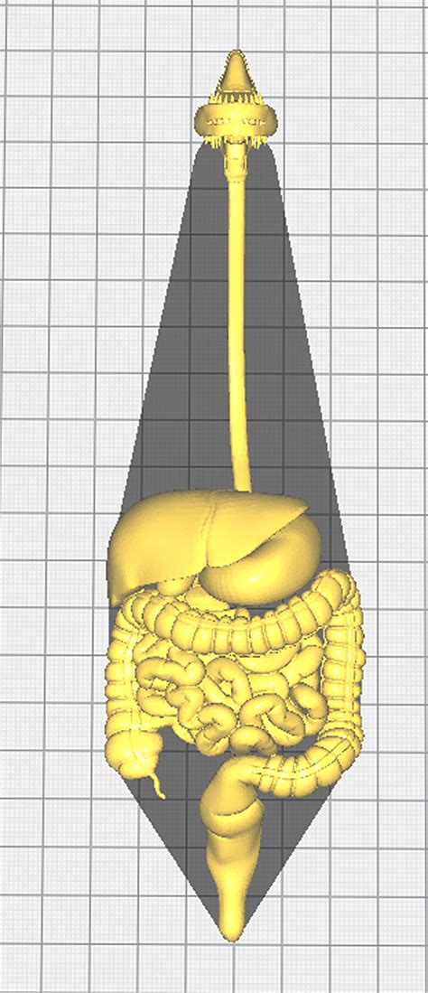 Image result for Digestive System 3D Model Tutorial