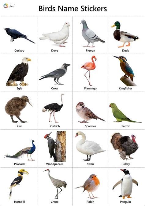 Birds Names in English: Pictures | Videos | Charts - Ira Parenting ...