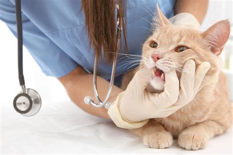 Pet Dental Care in Lake Oswego, OR | Compass Veterinary Clinic