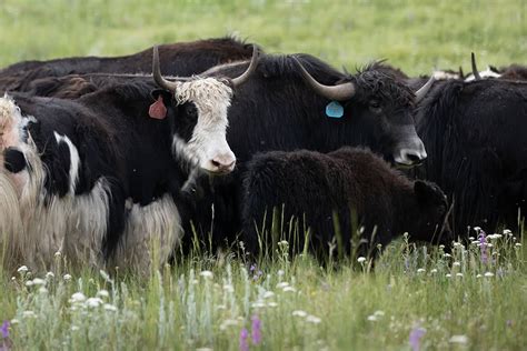 Image result for Gallery Wrap Frame System