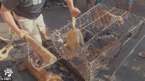 Image result for Dogs Getting Slaughtered