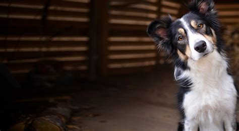 Working dog insurance | petGuard