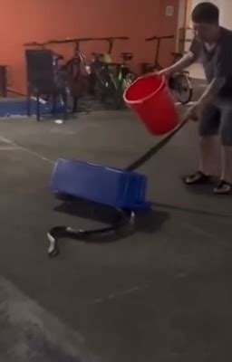 Image result for Python Attacks Jet Skier