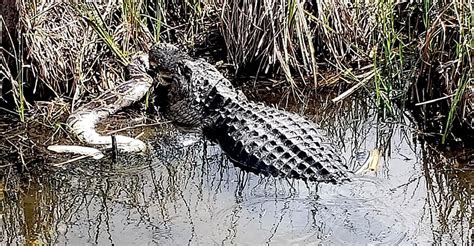 Image result for Alligator vs Python Nat Geo Wild