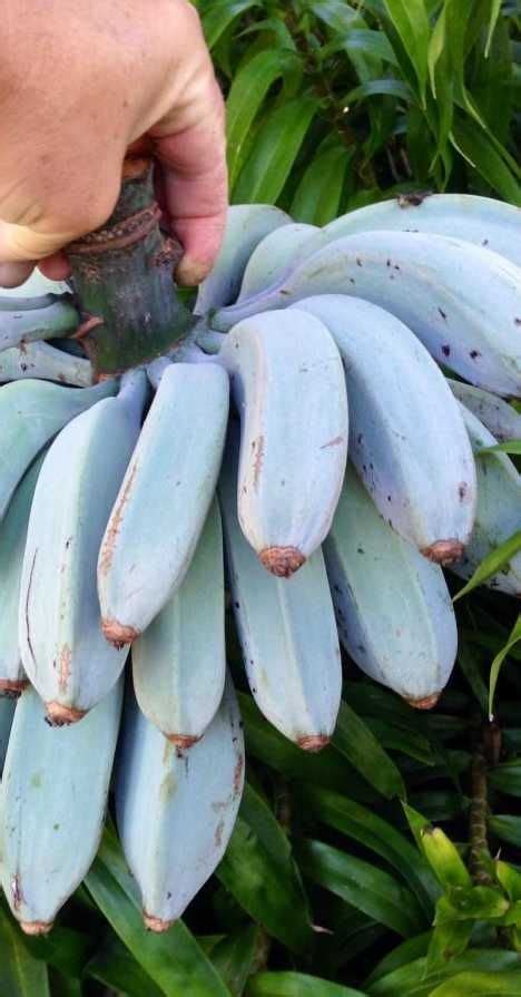 Image result for Blue Java Banana Tree