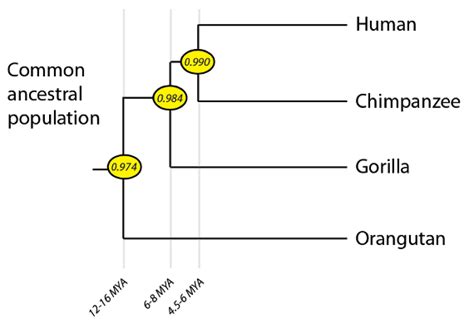 Image result for Primate Human Evolution Chart